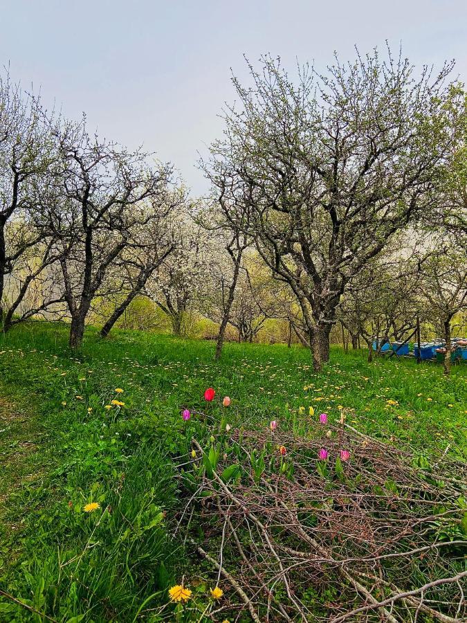 Cottage Modrich Struga Dış mekan fotoğraf